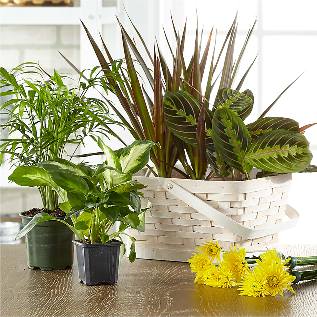 Plantas verdes y con flor en cesta, diseño del florista