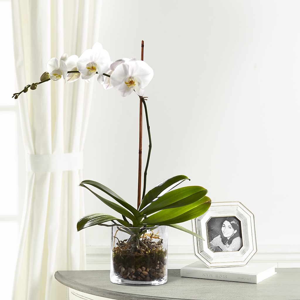 Maceta de orquídeas blancas