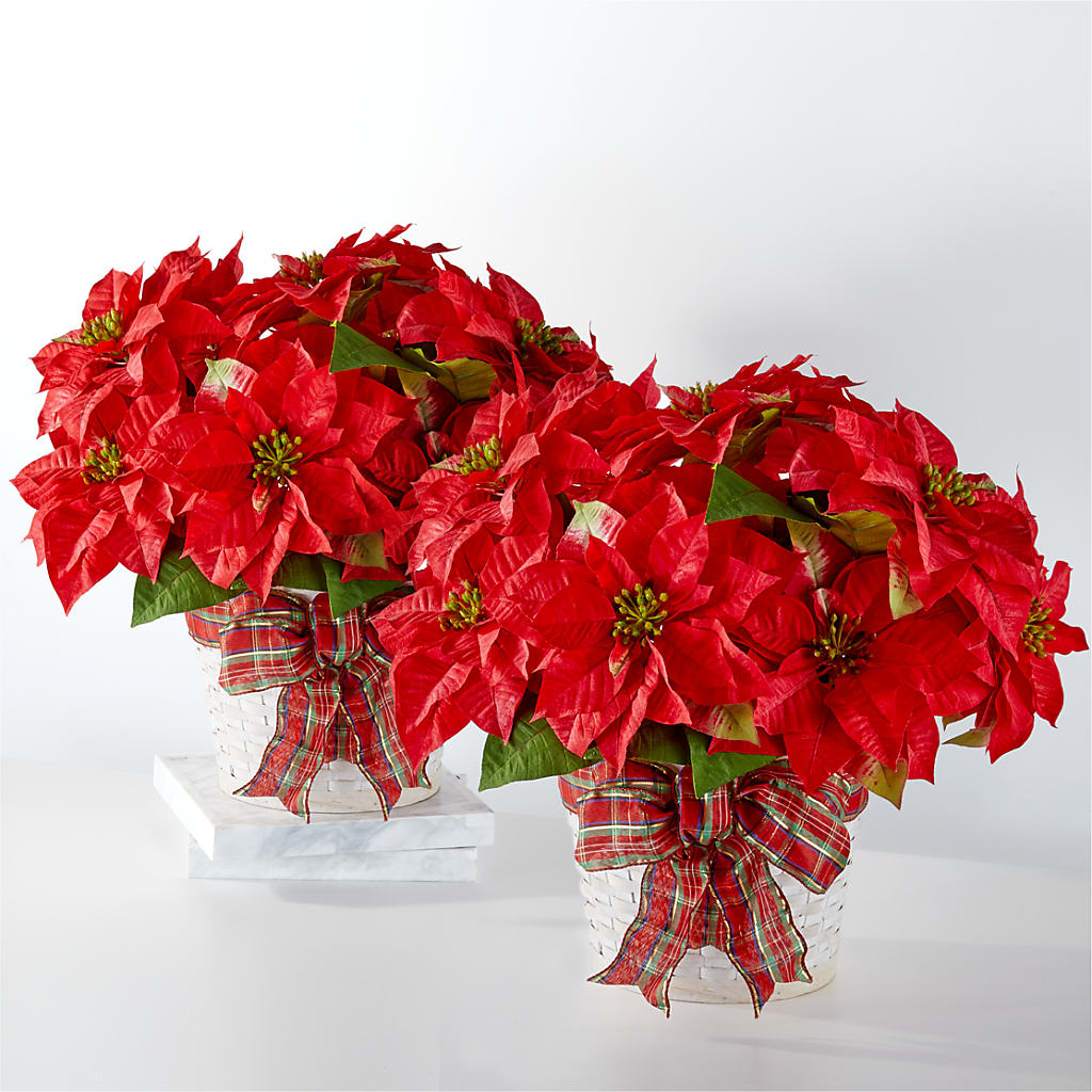 Paquete de flores de pascua Felices Fiestas