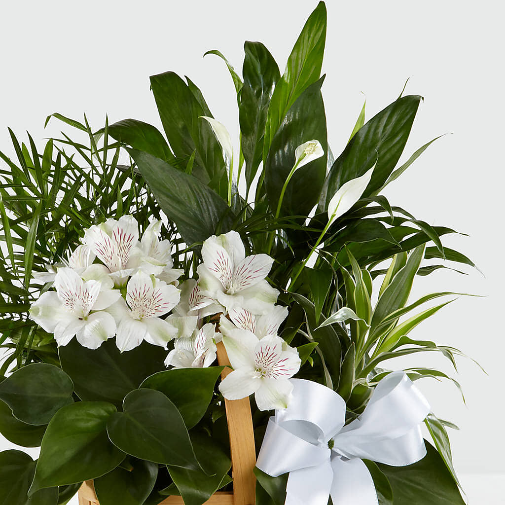 Peace & Serenity Dishgarden –  Bamboo Flowers, Buford GA