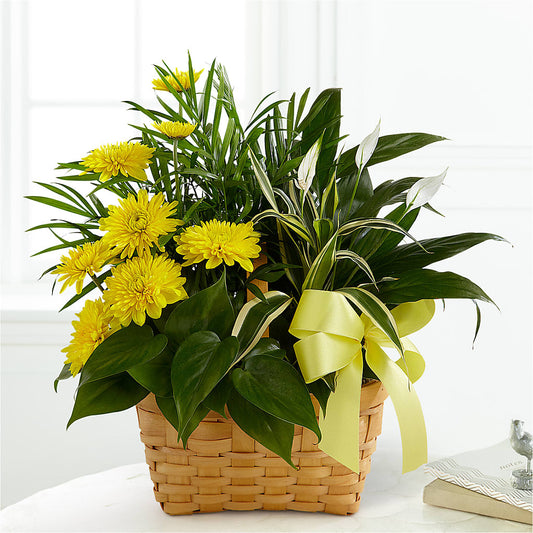 Loving Light Dishgarden –  Bamboo Flowers, Buford GA