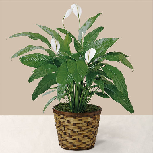 Tranquil Moments Peace Lily Plant –  Bamboo Flowers, Buford GA