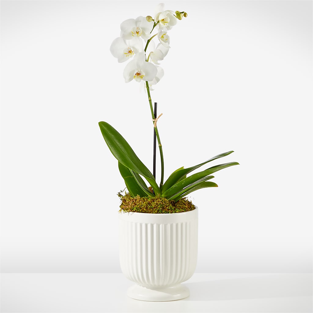 Whispering White Orchid