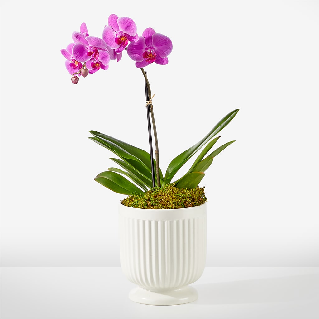 Orquídea fucsia amigable