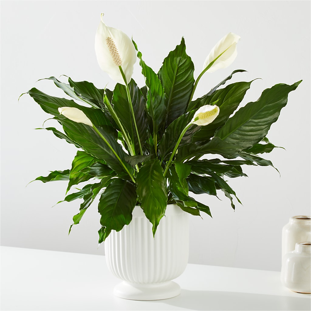 Comfort Planter –  Bamboo Flowers, Buford GA