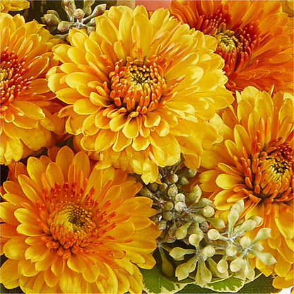 Peachy Pumpkin –  Bamboo Flowers, Buford GA
