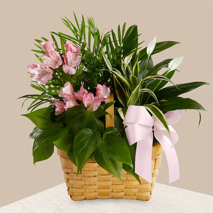 Living Spirit Dishgarden –  Bamboo Flowers, Buford GA