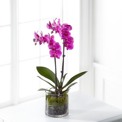 Pink Orchid Plant