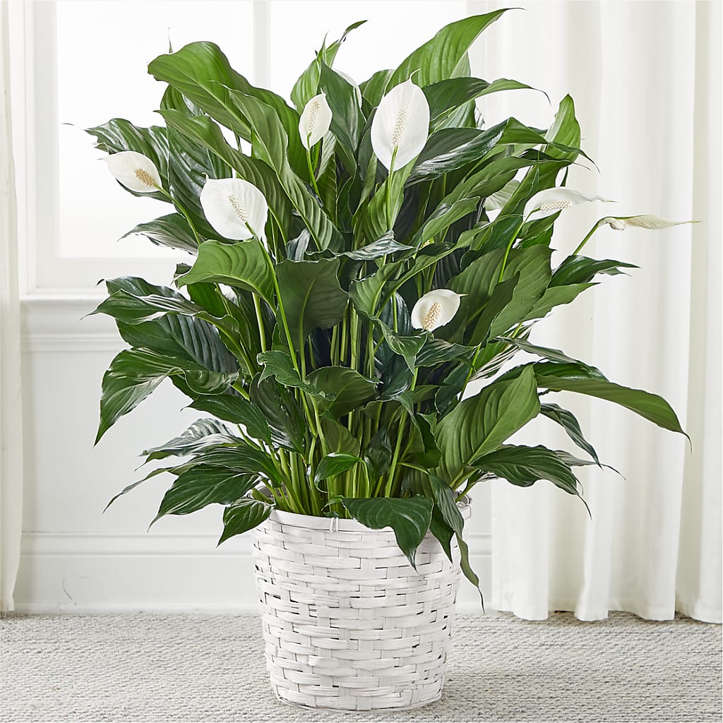 Un lys de la paix « A New Leaf »