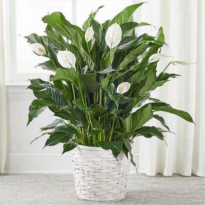 Un lys de la paix « A New Leaf »