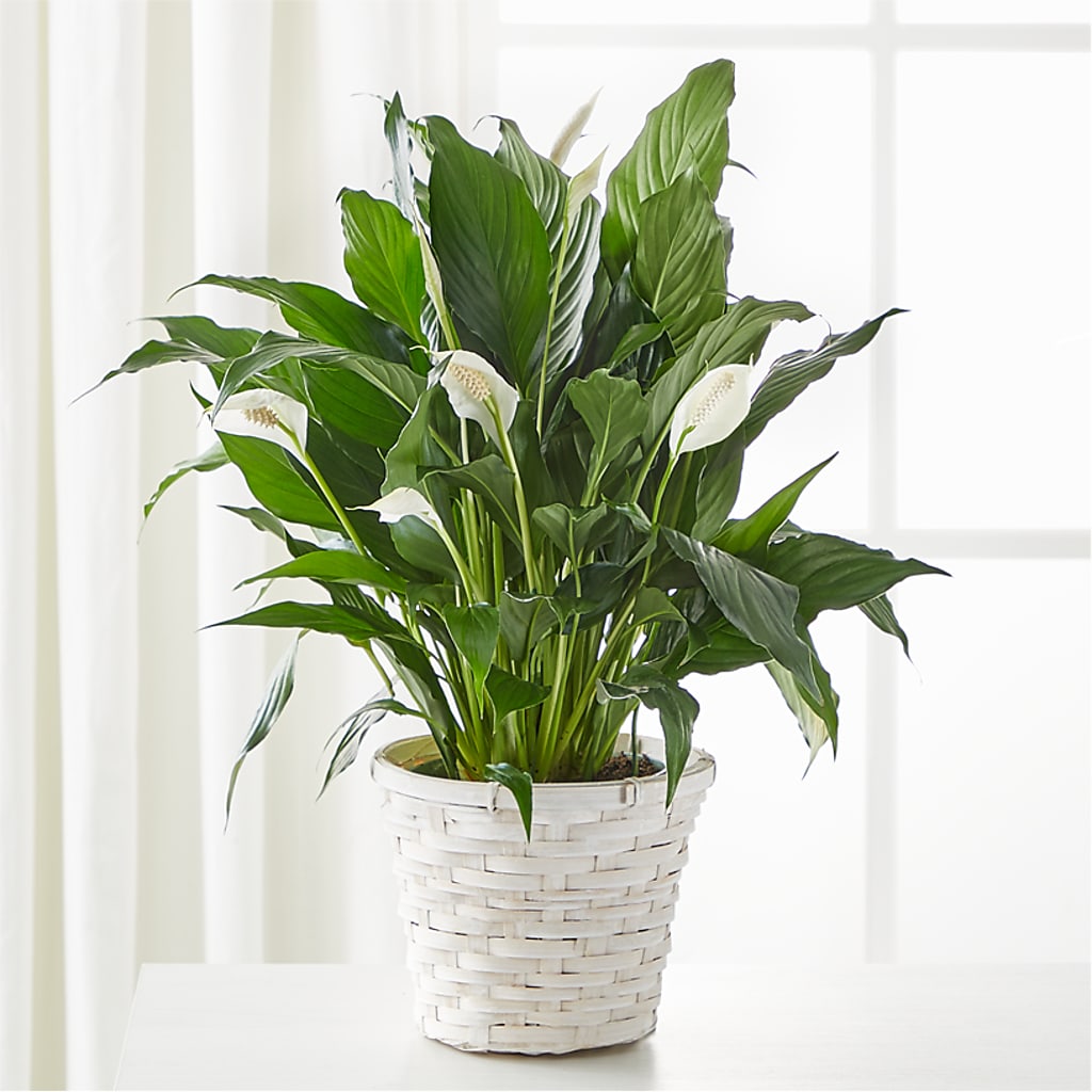 Un lys de la paix « A New Leaf »