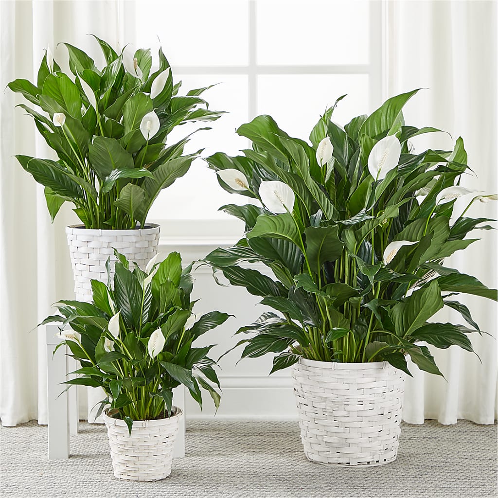 A New Leaf Peace Lily –  Bamboo Flowers, Buford GA