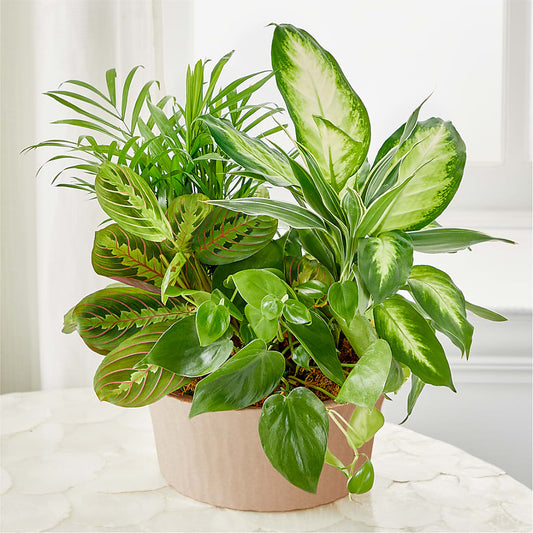 Balance & Harmony Dishgarden –  Bamboo Flowers, Buford GA